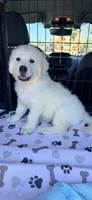 AKC Golden Retriever English cream male, a male Golden Retriever and English Cream Golden Retriever for sale in Modesto, CA – Photo 4 of 5