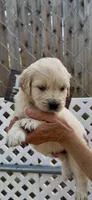 AKC Golden Retriever female  , a female Golden Retriever and English Cream Golden Retriever for sale in Merced, CA – Photo 4 of 4