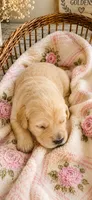 Golden Retriever light golden female  puppy, a female Golden Retriever for sale in Modesto, CA – 1 of 10