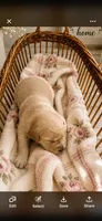 Golden Retriever light golden female  puppy, a female Golden Retriever for sale in Modesto, CA – 2 of 10