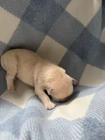 Golden retriever puppy light  honey golden male , a male Golden Retriever and English Cream Golden Retriever for sale in Modesto, CA – 1 of 8