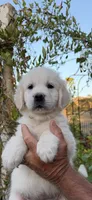 Golden retriever English Cream puppy male, a male Golden Retriever and English Cream Golden Retriever for sale in Modesto, CA – 5 of 10