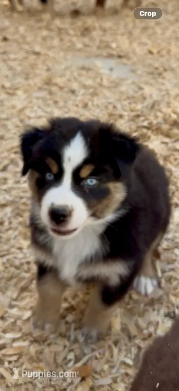 Australian shepherd black tri  – Australian Shepherd puppy for sale in Modesto, CA