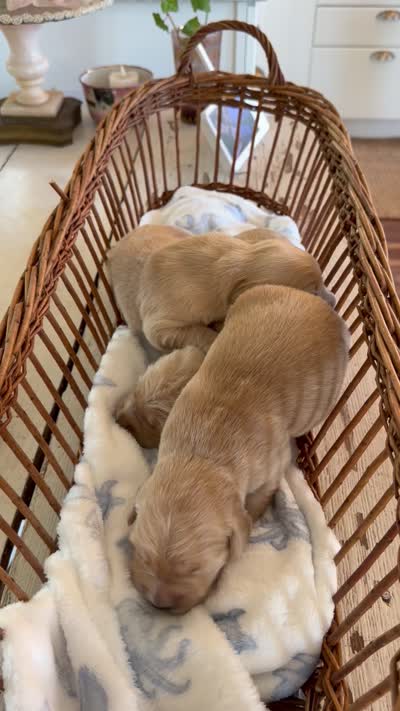 Golden retriever puppy light golden Christmas litter, a  Golden Retriever for sale in Modesto, CA – 7 of 8