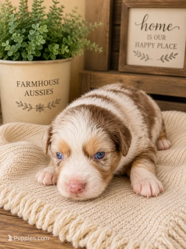 AKC Australian shepherd puppy red merle – Australian Shepherd puppy on hold in Modesto, CA