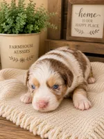 AKC Australian shepherd puppy red merle, a female Australian Shepherd for sale in Modesto, CA – 1 of 5