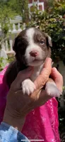 ASDR Annabella female, a female Australian Shepherd for sale in Merced, CA – Photo 1 of 8