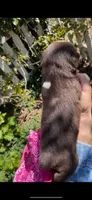 ASDR Annabella female, a female Australian Shepherd for sale in Merced, CA – Photo 3 of 8