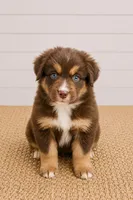Australian shepherd red tri female, a female Australian Shepherd for sale in Modesto, CA – 2 of 6