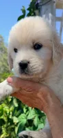 English Cream golden retrievero irange collar  male, a male Golden Retriever and English Cream Golden Retriever for sale in Modesto, CA – 3 of 5