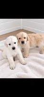 Golden retriever puppy light golden male, a male Golden Retriever and English Cream Golden Retriever for sale in Modesto, CA – 2 of 9