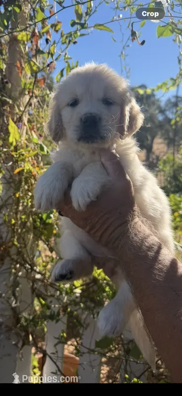 AKC  golden retriever puppy light golden female pink collar – Golden Retriever, English Cream Golden Retriever puppy for sale in Modesto, CA