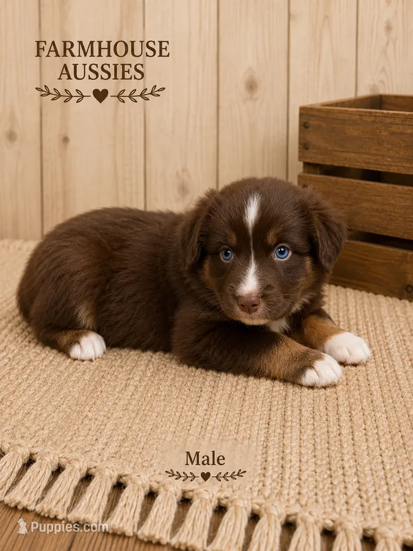 Australian shepherd red tri male – Australian Shepherd puppy for sale in Modesto, CA