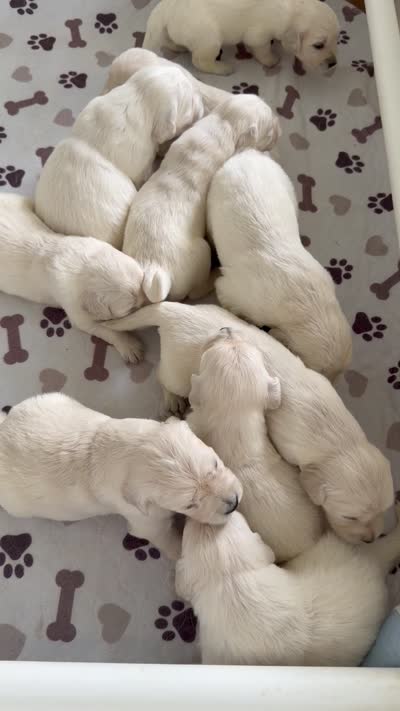 AKC Golden retriever English Cream male, a male Golden Retriever and English Cream Golden Retriever for sale in Modesto, CA – 5 of 6