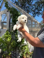 AKC English Cream golden retriever puppy, a  Golden Retriever and English Cream Golden Retriever for sale in Modesto, CA – 6 of 8