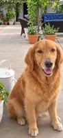 Golden retriever puppy x light golden  male, a male Golden Retriever and English Cream Golden Retriever for sale in Modesto, CA – 4 of 9