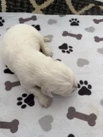 AKC English cream golden retriever puppy , a male Golden Retriever and English Cream Golden Retriever for sale in Modesto, CA – 1 of 5