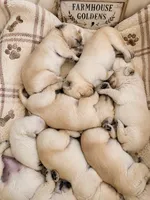 Golden Retriever light golden female  puppy, a female Golden Retriever for sale in Modesto, CA – 8 of 10
