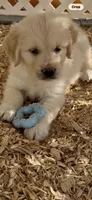 Golden retriever puppy light  honey golden male , a male Golden Retriever and English Cream Golden Retriever for sale in Modesto, CA – 5 of 8