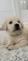 Golden Retriever light golden female , a female Golden Retriever and English Cream Golden Retriever for sale in Modesto, CA – 1 of 5