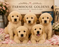 Golden Retriever light golden puppy, a male Golden Retriever for sale in Modesto, CA – 3 of 6