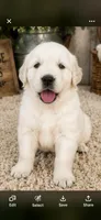 AKC Golden Retriever Golden retriever male, a male Golden Retriever and English Cream Golden Retriever for sale in Modesto, CA – 5 of 9