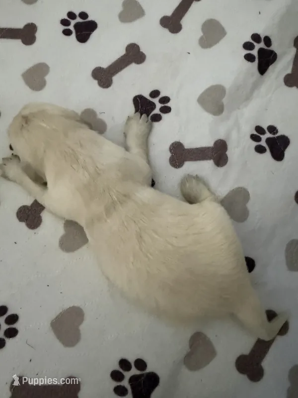 AKC English Cream golden Retriever puppy  – Golden Retriever, English Cream Golden Retriever puppy for sale in Modesto, CA