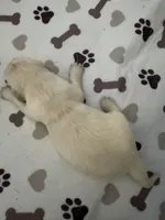 AKC English Cream golden Retriever puppy , a male Golden Retriever and English Cream Golden Retriever for sale in Modesto, CA – 1 of 5