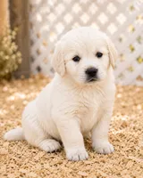 AKC Golden Retriever puppy female, a female Golden Retriever and English Cream Golden Retriever for sale in Modesto, CA – 3 of 6