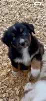 AKC Australian shepherd black tri male, a male Australian Shepherd for sale in Modesto, CA – 2 of 4