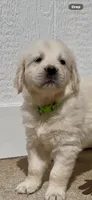 Golden retriever puppy light golden male, a male Golden Retriever and English Cream Golden Retriever for sale in Modesto, CA – 4 of 9