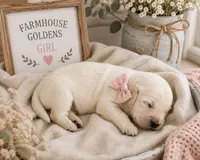 Golden Retriever cream light golden female , a female Golden Retriever and English Cream Golden Retriever for sale in Modesto, CA – 8 of 9