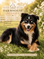Australian shepherd red tri female , a female Australian Shepherd for sale in Modesto, CA – 8 of 8