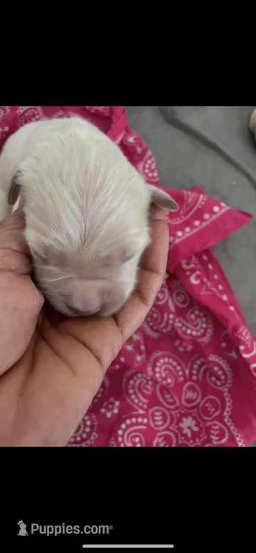 English Cream golden retriever female – Golden Retriever, English Cream Golden Retriever puppy for sale in Modesto, CA