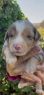 AKC red Merle blue eyes 1