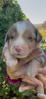 AKC red Merle blue eyes 1, a male Australian Shepherd for sale in Merced, CA – Photo 1 of 5