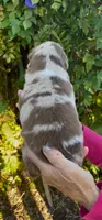 AKC red Merle blue eyes 1, a male Australian Shepherd for sale in Merced, CA – Photo 2 of 5