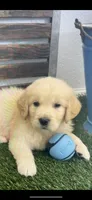 Golden retriever puppy light  honey golden male , a male Golden Retriever and English Cream Golden Retriever for sale in Modesto, CA – 7 of 8