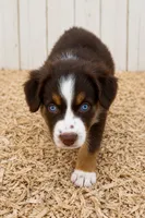 Australian shepherd red tri female , a female Australian Shepherd for sale in Modesto, CA – 2 of 7