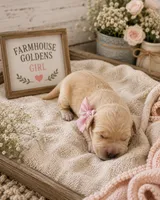 Golden Retriever light golden puppy , a female Golden Retriever for sale in Modesto, CA – 2 of 9