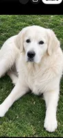 Golden retriever English cream puppy female , a female Golden Retriever and English Cream Golden Retriever for sale in Modesto, CA – 4 of 10