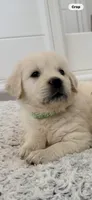 Golden retriever puppy light golden male, a male Golden Retriever and English Cream Golden Retriever for sale in Modesto, CA – 8 of 9