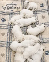Golden Retriever English  Cream male puppy, a male Golden Retriever for sale in Modesto, CA – 8 of 10