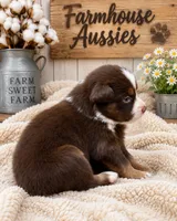 Australian shepherd red tri female , a female Australian Shepherd for sale in Modesto, CA – 2 of 3