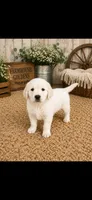 AKC golden retriever puppy male , a male Golden Retriever and English Cream Golden Retriever for sale in Modesto, CA – 1 of 10
