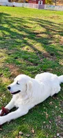 Golden retriever puppy male, a male Golden Retriever for sale in Modesto, CA – 7 of 10