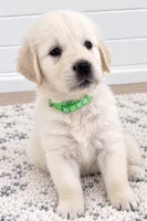 AKC golden retriever puppy English Cream female, a female Golden Retriever and English Cream Golden Retriever for sale in Modesto, CA – 7 of 10
