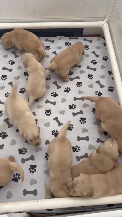 Golden retriever puppy light golden Christmas litter, a  Golden Retriever for sale in Modesto, CA – 6 of 8