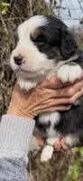 Australian shepherd black tri, a male Australian Shepherd for sale in Manteca, CA – Photo 4 of 4
