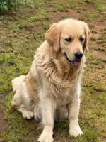 AKC golden retriever puppy male, a male Golden Retriever and English Cream Golden Retriever for sale in Modesto, CA – Photo 5 of 6